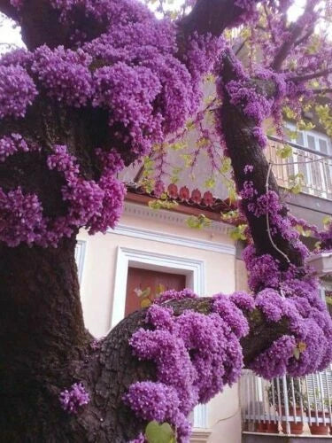 Eastern Redbud Tree Cuttings 4 + 2 Size Beautiful Cercis canadensis