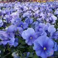 Matrix True Blue Pansy Seeds - 200+ Count - Viola Variety - Ideal for Garden Planting - USA Grown