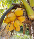 Set of 3 Sprouted Yellow Dwarf Coconut Trees 6–8" – Rare Live Plant from Costa Rica, Cocos nucifera