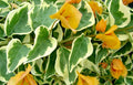 Bougainvillea Starter Plant - Delta Dawn Variety - Rare & Hardy - Well Rooted - Perfect for Gardens and Containers