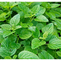 1000pcs Mint Seeds - Non-GMO Heirloom Herb Seeds for Planting - Perfect for Herbal Tea Gardens - Mentha