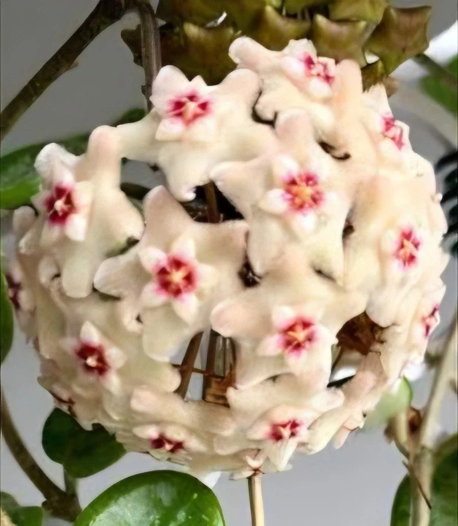 Hoya Mathilde Splash Live Plant | Well-Rooted Wax Plant Vine | 5" Tall in 4" Pot | Exotic Indoor Houseplant