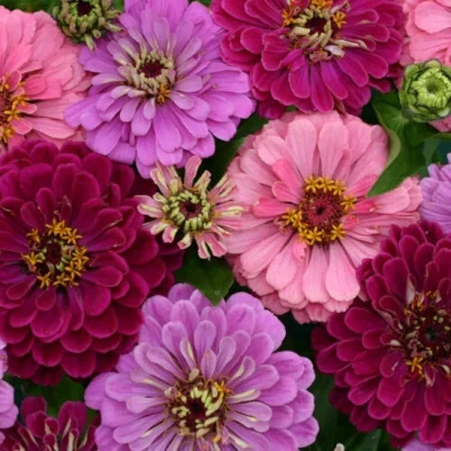 Zinnia Seeds - 100+ Art Deco Mix - Colorful Flower Seeds for Garden Planting - Zinnia elegans