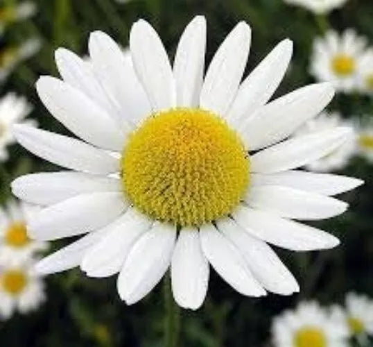 Roman Chamomile Seeds 100 Seeds Organic Herbal Tea Plant Anthemis nobilis
