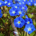 Heavenly Blue Morning Glory Seeds - 50 Organic Seeds - Ipomoea tricolor - USA Grown, Free Shipping