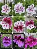 Live Geranium Plants 3” Pot Variety Set, 8-10” Tall, Pelargonium