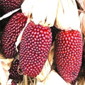 Strawberry Popcorn Seeds | Heirloom Non-GMO Variety | Sweet Corn | Zea mays everta