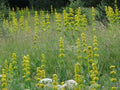 Gentiana Lutea Seeds - Great Yellow Gentian - Yellow Flower - 30 Seeds for Planting