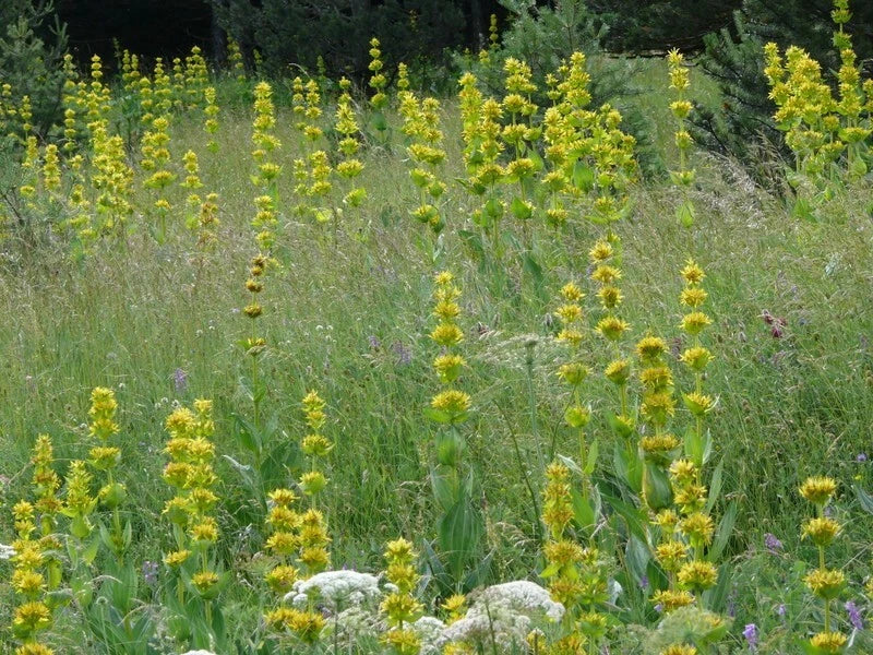 Gentiana Lutea Seeds - Great Yellow Gentian - Yellow Flower - 30 Seeds for Planting