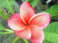 Plumeria Seeds - 5 Orange Pink Hawaiian Flower Lei - Perennial Bloom (Plumeria spp.)