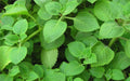 Live Mexican Mint Plant - Well Rooted - 2 Pack - Poc chuc (Hyptis suaveolens)
