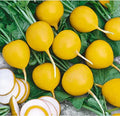 Golden Helios Radish Seeds - 500+ Count for Garden Planting - Raphanus sativus - USA Grown - Non-GMO