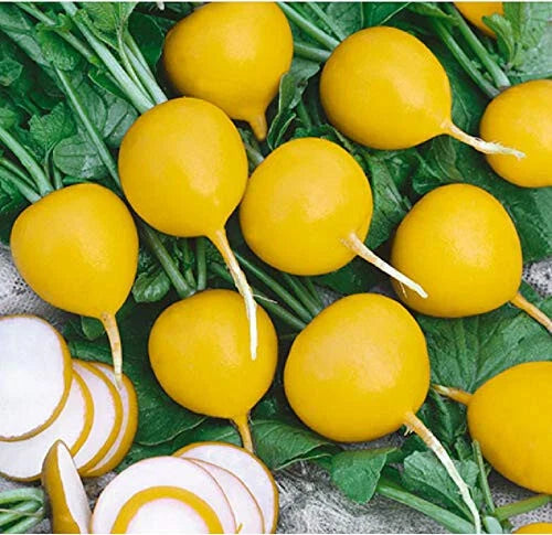 Golden Helios Radish Seeds - 500+ Count for Garden Planting - Raphanus sativus - USA Grown - Non-GMO