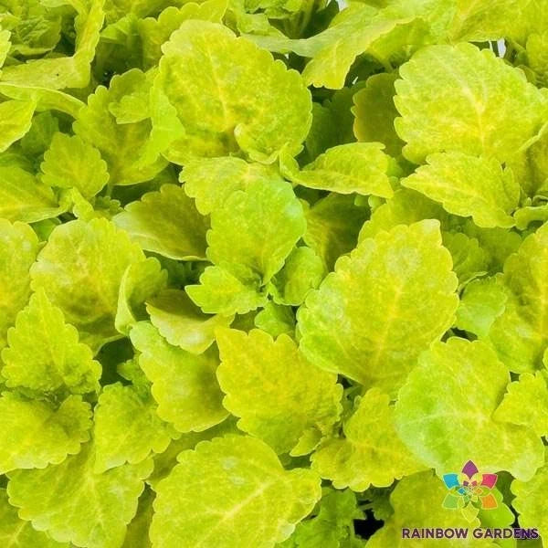 Coleus Seeds - 25+ Fairway Yellow Variety - Colorful Garden Planting - Coleus blumei