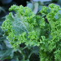 Green Wave Mustard Seeds, Spicy Mustard Greens, Non-GMO, Brassica juncea, Organic Gardening Supplies