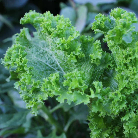 Green Wave Mustard Seeds, Spicy Mustard Greens, Non-GMO, Brassica juncea, Organic Gardening Supplies