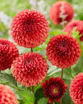 Dahlia Ball Tubers for Planting - One Tubers - Vibrant Blooms - Dahlia spp.
