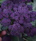 Purple Broccoli Seeds - 200+ Seeds, Organic Variety, Brassica oleracea - Non-GMO, Free Shipping USA Seller