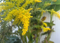 Goldenrod Plant Rhizome Root Cuttings - 12 Native Wildflower Cuttings - Solidago spp.