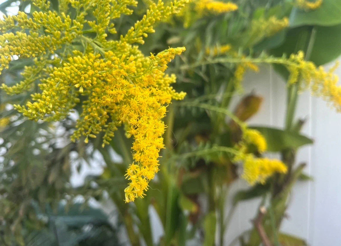 Goldenrod Plant Rhizome Root Cuttings - 12 Native Wildflower Cuttings - Solidago spp.