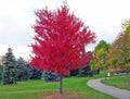 Red Maple Seeds, 30 Seeds, Acer rubrum, Native Tree Seeds for Planting, Drought Tolerant