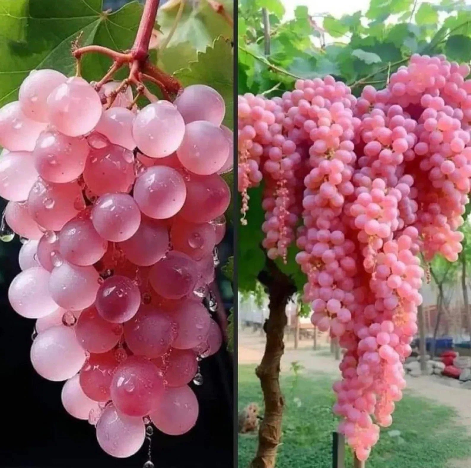 Super Rare Organic Japanese Koshu Grape Cuttings - 5 Rooting or Grafting Cuttings - Vitis vinifera