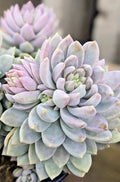 Rare Hybrid Sedeveria 'Lilac Mist' - 2" Diameter Rooted Succulent Plant