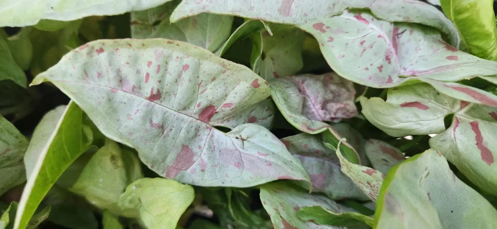 Syngonium Plant - Pink Speckled - Arrowhead Vine - Philodendron - Live Houseplant