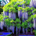 Chinese Blue Wisteria Seeds - 10 Pack - Hardy Flowering Vine - Wisteria sinensis for Bonsai and Garden
