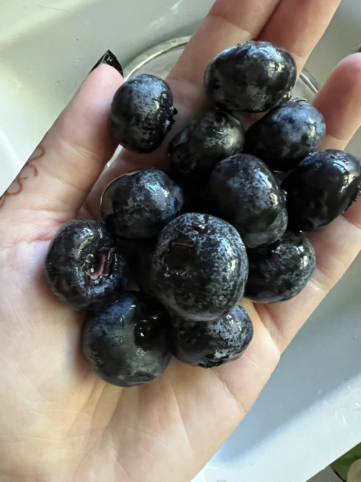 Giant Blueberry Seeds - 50 Organic Edible Garden Seeds - Homegrown Fruit - Vaccinium corymbosum - USA Grown