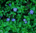 Periwinkle Live Rooted Starter Plants 12-Pack Vinca Minor Solid Green Creeping Perennial Ground Cover