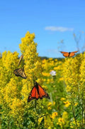 Showy Goldenrod Seeds for Planting - 100 Count - Solidago speciosa - Perennial Wildflower Seeds