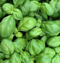 Genovese Basil Seeds 600+ Non-GMO Sweet Annual Herb for Garden - Ocimum basilicum
