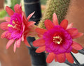 Hildewintera Aurespina Hybrid Cactus ~ Amethyst Color ~ Rooted Live Plant ~ Easy Care Cactus for Home Garden