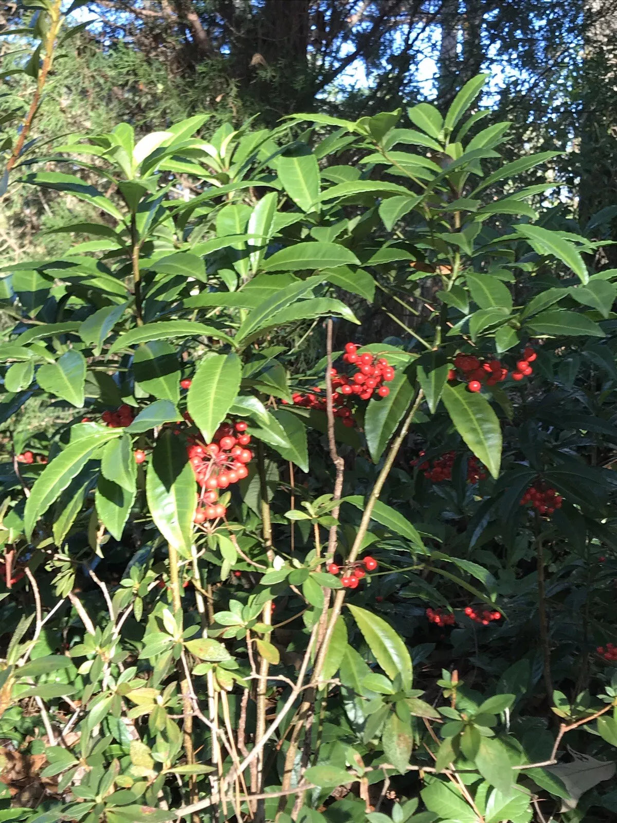 Organic Ornamental Plant 1.5-2 Ft Tall Coral Berry Ardisia crenata, Cold Hardy, Native Gulf Coast, Red Berries, Green Foliage