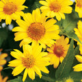 Ox-Eye Sunflower Seeds | Wild Prairie Perennial Wildflower Seed | Heliopsis helianthoides | 2025