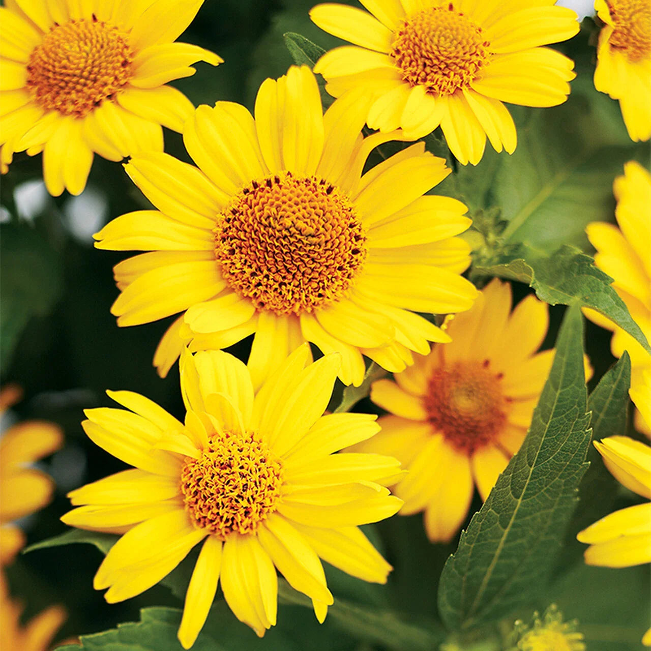 Ox-Eye Sunflower Seeds | Wild Prairie Perennial Wildflower Seed | Heliopsis helianthoides | 2025