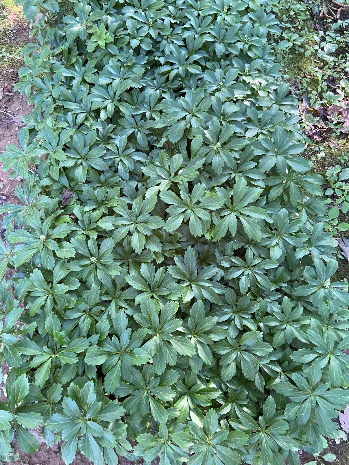Pachysandra Ground Cover Plants - 100 Bare Root Plants - Evergreen Perennial - Shade Tolerant (Pachysandra terminalis)