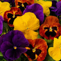 Pansy Seeds 50 Count Majestic Giant Autumn Mix Flower Seeds Viola tricolor