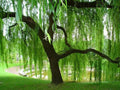 Weeping Willow Tree Cuttings - 10 Fresh Cut Cuttings - Salix babylonica - Rooting Hormone Ready