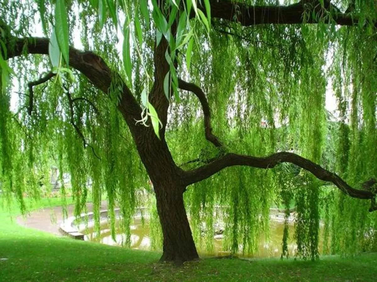 Weeping Willow Tree Cuttings - 10 Fresh Cut Cuttings - Salix babylonica - Rooting Hormone Ready