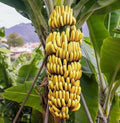 Live Dwarf Cavendish Banana Tree Starter Plant - Musa acuminata - USA Seller, Perfect for Indoor or Outdoor Gardens