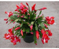 Red Christmas Cactus Cuttings 2-3 Segments Exotic Dancer Schlumbergera No Root