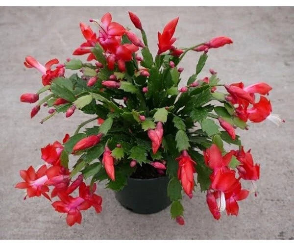 Red Christmas Cactus Cuttings 2-3 Segments Exotic Dancer Schlumbergera No Root