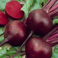 Detroit Dark Red Beet Seeds - 50+ Heirloom Non-GMO Organic - Beta vulgaris - USA Free Shipping