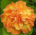 Double Yellow Orange Hibiscus Seeds - 20 Perennial Flower Seeds - Hibiscus rosa-sinensis