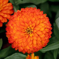 Zydeco Fire Zinnia Seeds - 100+ Pack for Garden Planting - Zinnia elegans - USA Grown, Free Shipping