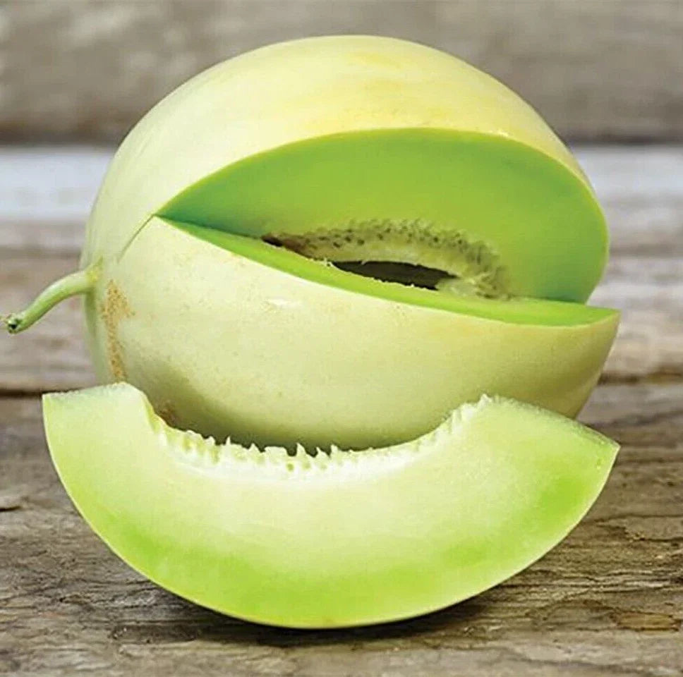 Fresh Honeydew Melon Seeds - 20 Premium Green Flesh Seeds (Cucumis melo) for Planting