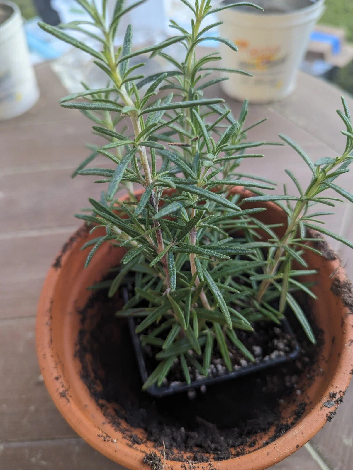 Rosemary Cuttings Live Plants Lot of 2, 5-8” Rooted, Bare Root (Rosmarinus officinalis)