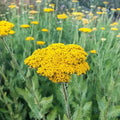 Gold Yarrow Seeds - Easy Grow Perennial for Butterflies & Hummingbirds - Achillea millefolium - FREE SHIPPING
